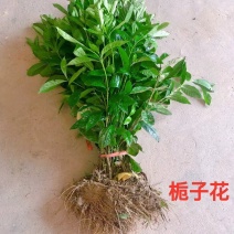 栀子花小苗40公分高价格栀子花大杯毛球绿化花灌木