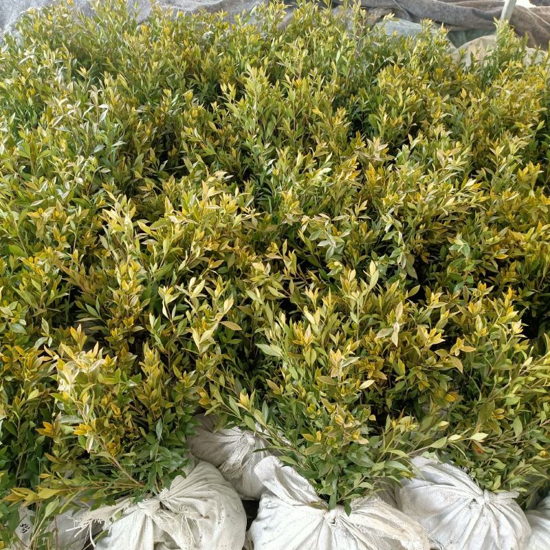 栀子花小苗40公分高价格栀子花大杯毛球绿化花灌木