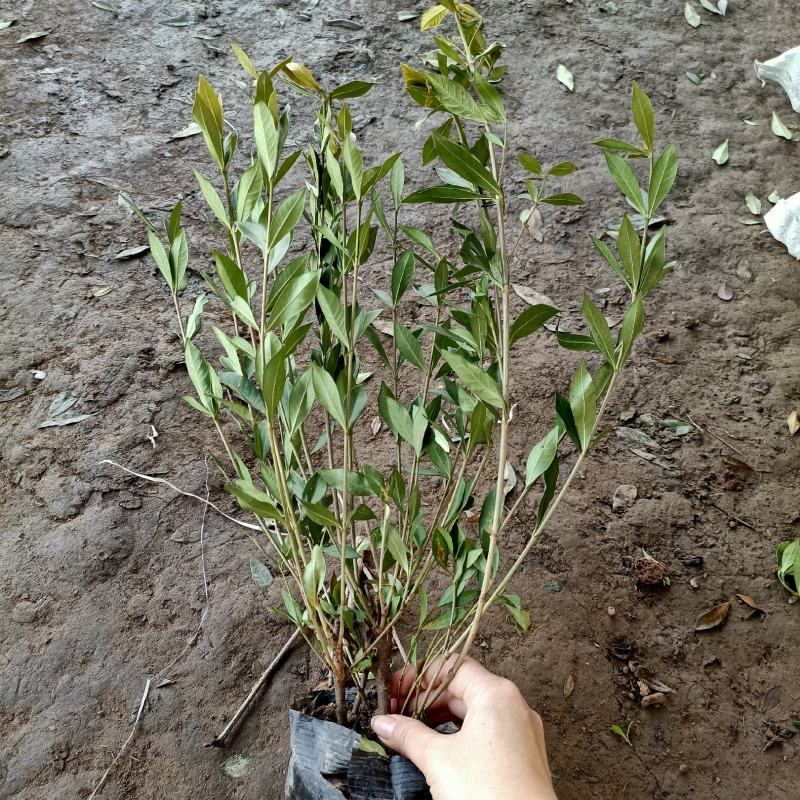 栀子花小苗40公分高价格栀子花大杯毛球绿化花灌木