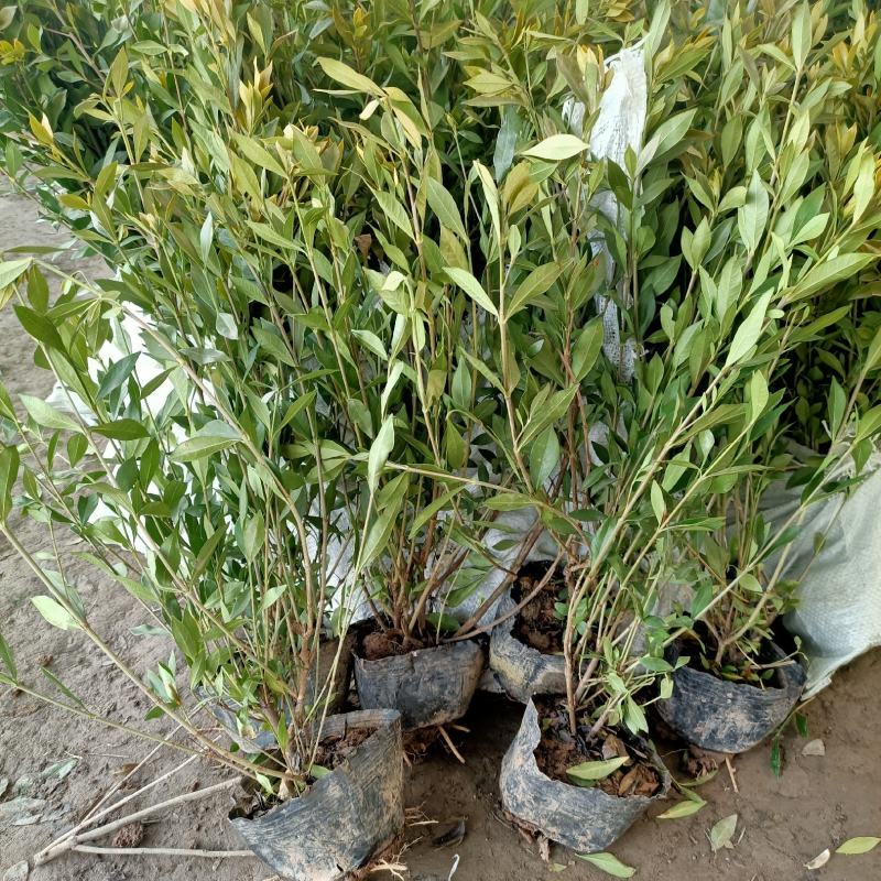 栀子花小苗40公分高价格栀子花大杯毛球绿化花灌木