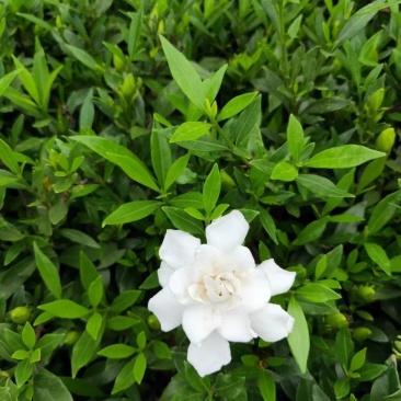 栀子花绿篱花灌木40公分高价格栀子花大杯毛球绿化