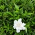 栀子花绿篱花灌木40公分高价格栀子花大杯毛球绿化