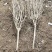 木槿花树3/4/5/6/8公分价格重瓣丛生木槿球绿化树