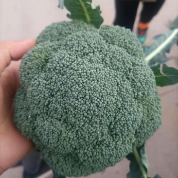 云南精品西蓝花需要的联系我！！！！！！