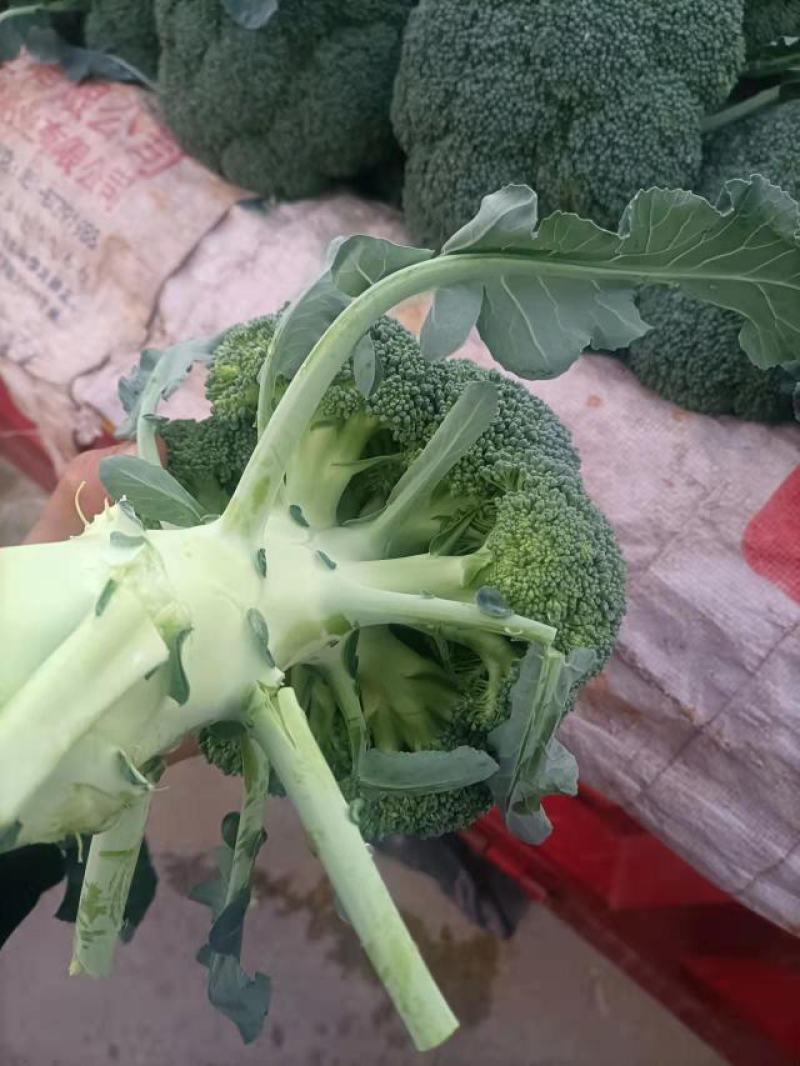 云南精品西蓝花需要的联系我！！！！！！
