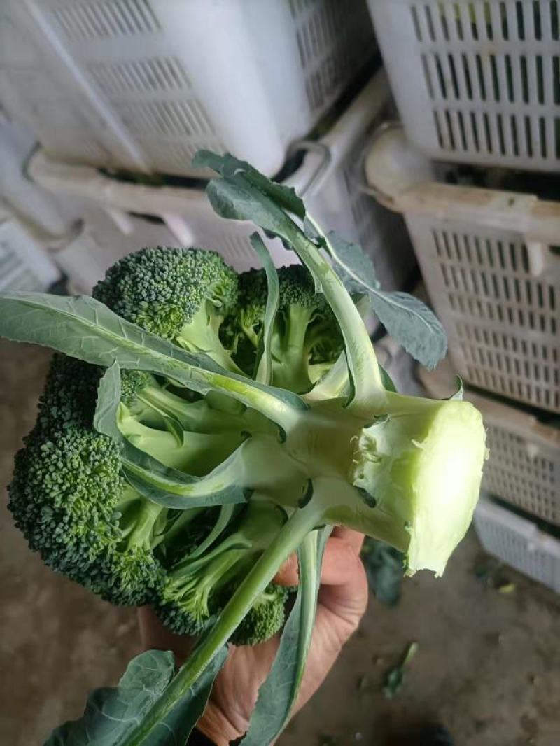 云南精品西蓝花需要的联系我！！！！！！