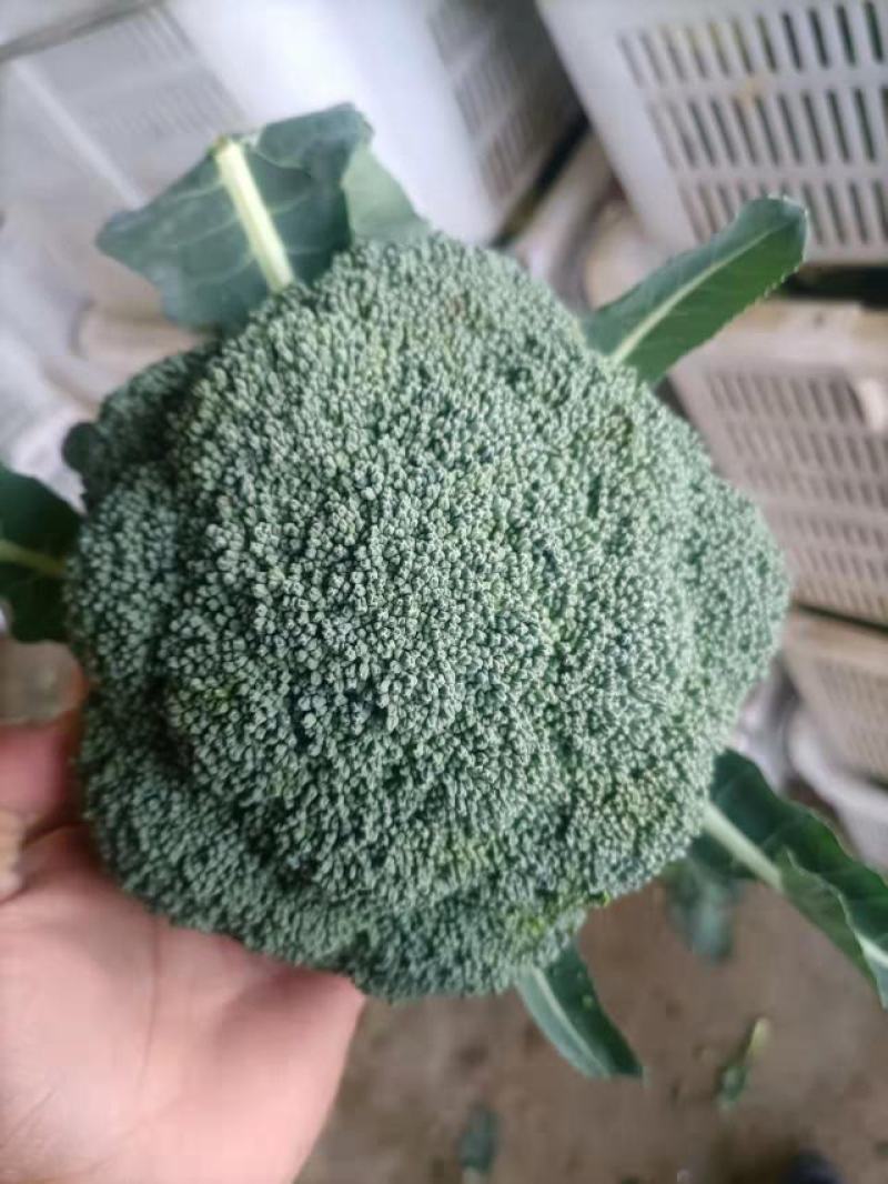 云南精品西蓝花需要的联系我！！！！！！