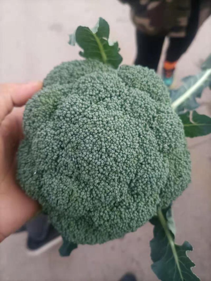 云南精品西蓝花需要的联系我！！！！！！