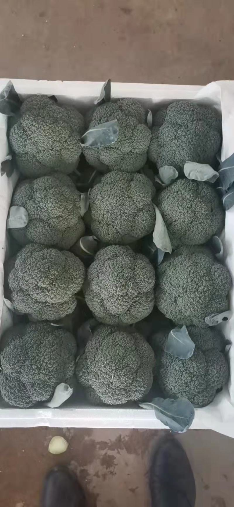 云南精品西蓝花需要的联系我！！！！！！