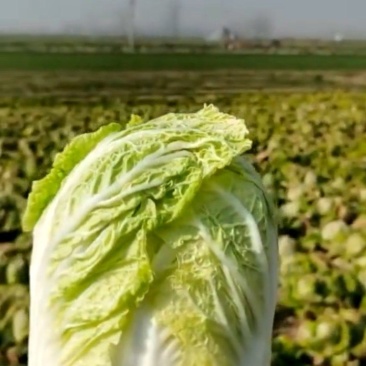 娃娃菜，黄心娃娃菜，大娃娃菜，小娃娃菜