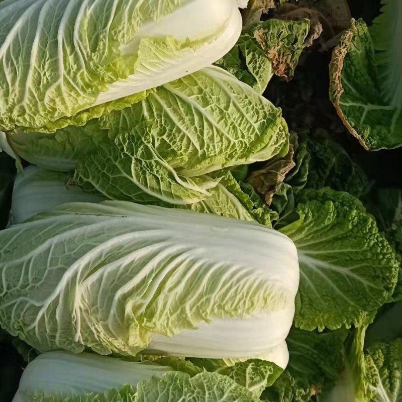 娃娃菜，黄心娃娃菜，大娃娃菜，小娃娃菜