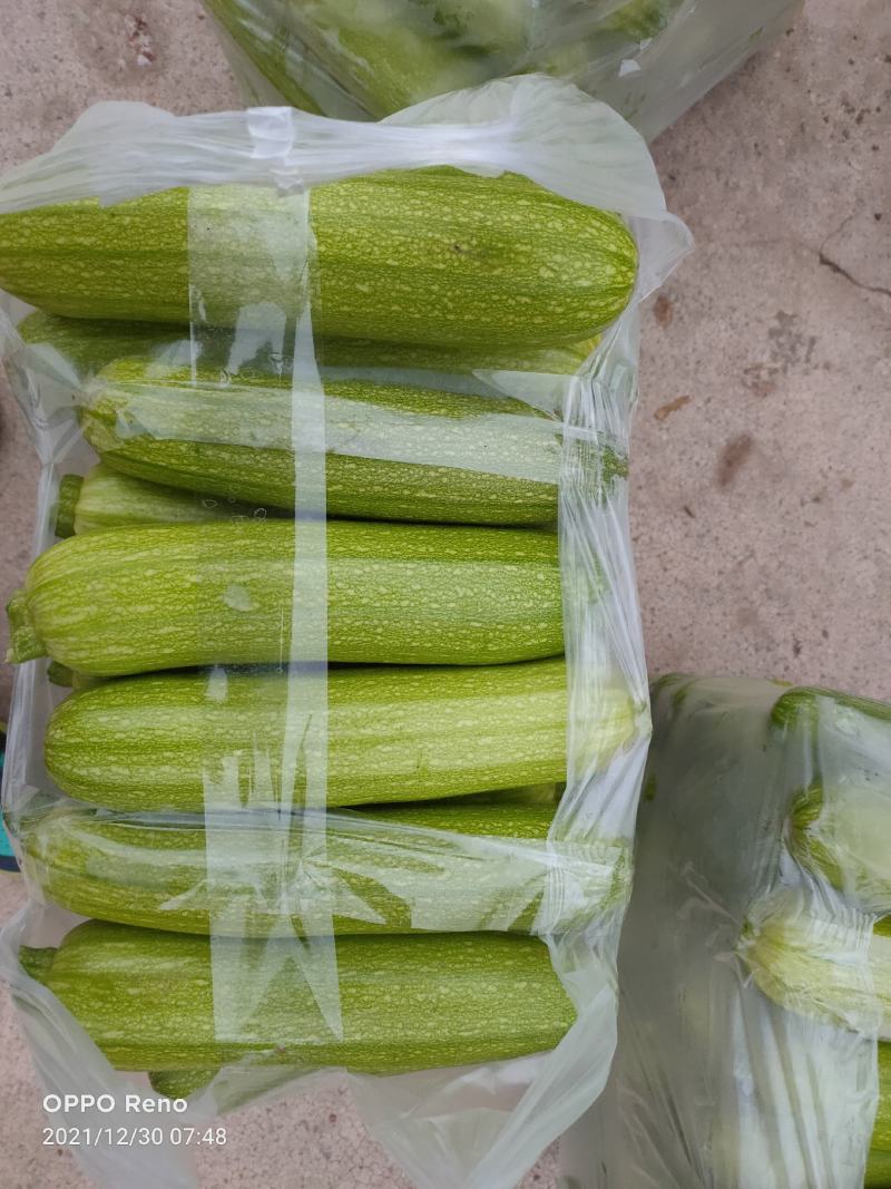 云南精品西葫芦有需要的老板联系我