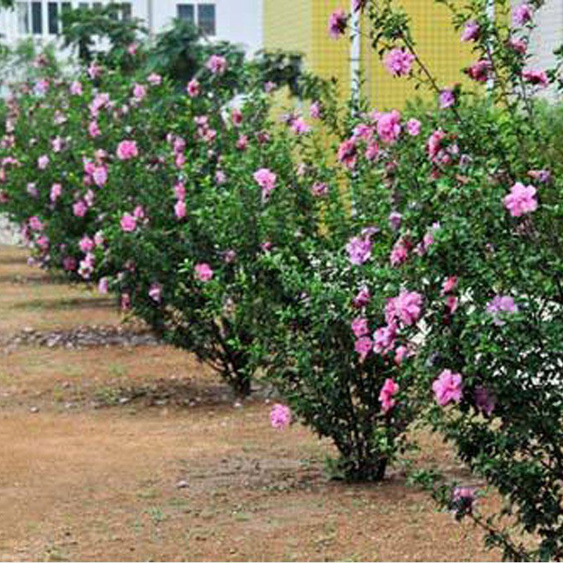 丛生木槿价格绿化花灌木绿篱苗重瓣木槿花树苗批发