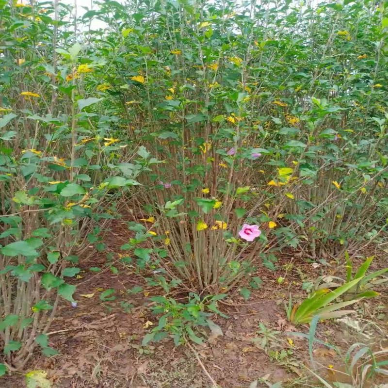 丛生木槿价格绿化花灌木绿篱苗重瓣木槿花树苗批发