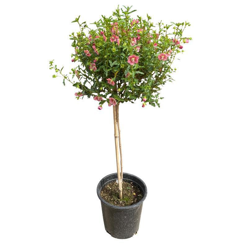 独杆嫁接木槿盆栽棒棒糖造型木槿价格花坛花镜绿化