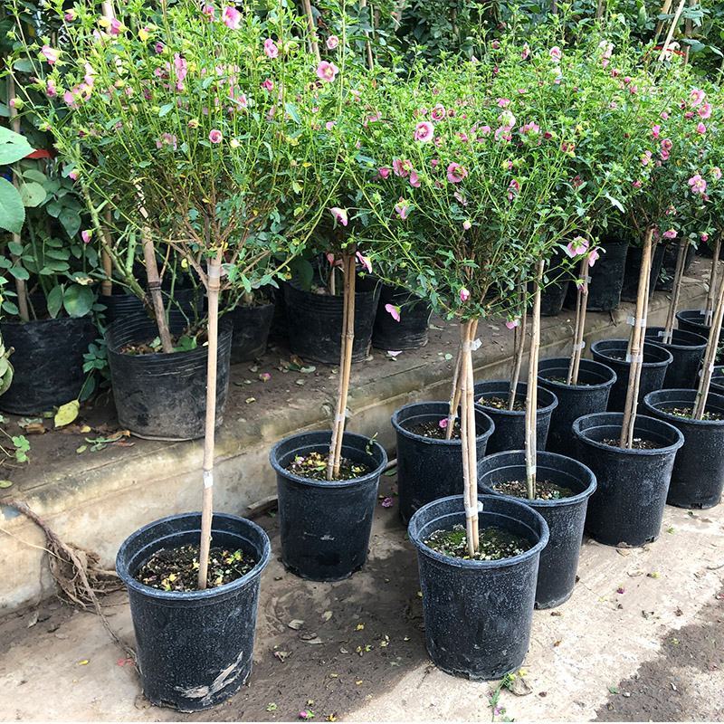 独杆嫁接木槿盆栽棒棒糖造型木槿价格花坛花镜绿化