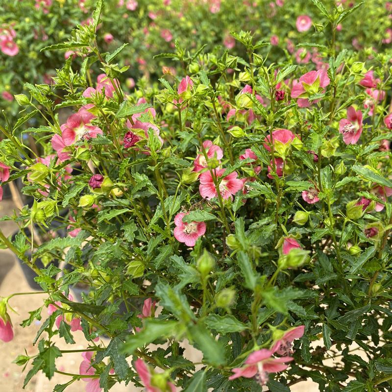 独杆嫁接木槿盆栽棒棒糖造型木槿价格花坛花镜绿化