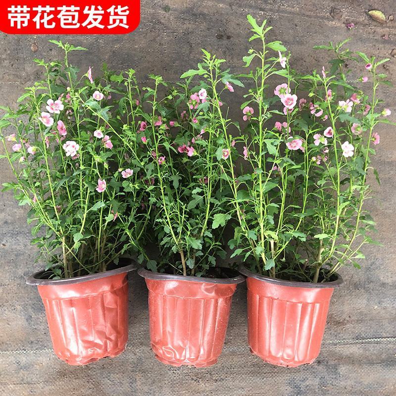 独杆嫁接木槿盆栽棒棒糖造型木槿价格花坛花镜绿化