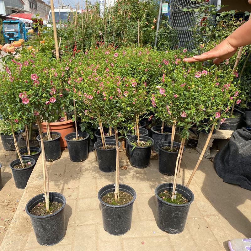 独杆嫁接木槿盆栽棒棒糖造型木槿价格花坛花镜绿化