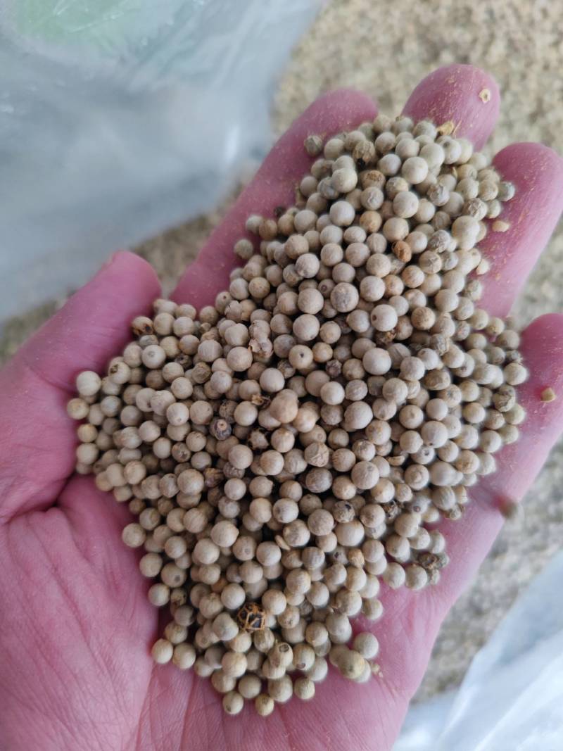 越南白胡椒自有加工厂没有中间商赚差价保质保量零售批发