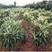枇杷树苗新品种早熟无核砂糖红枇杷树苗南北方种植抗旱耐寒