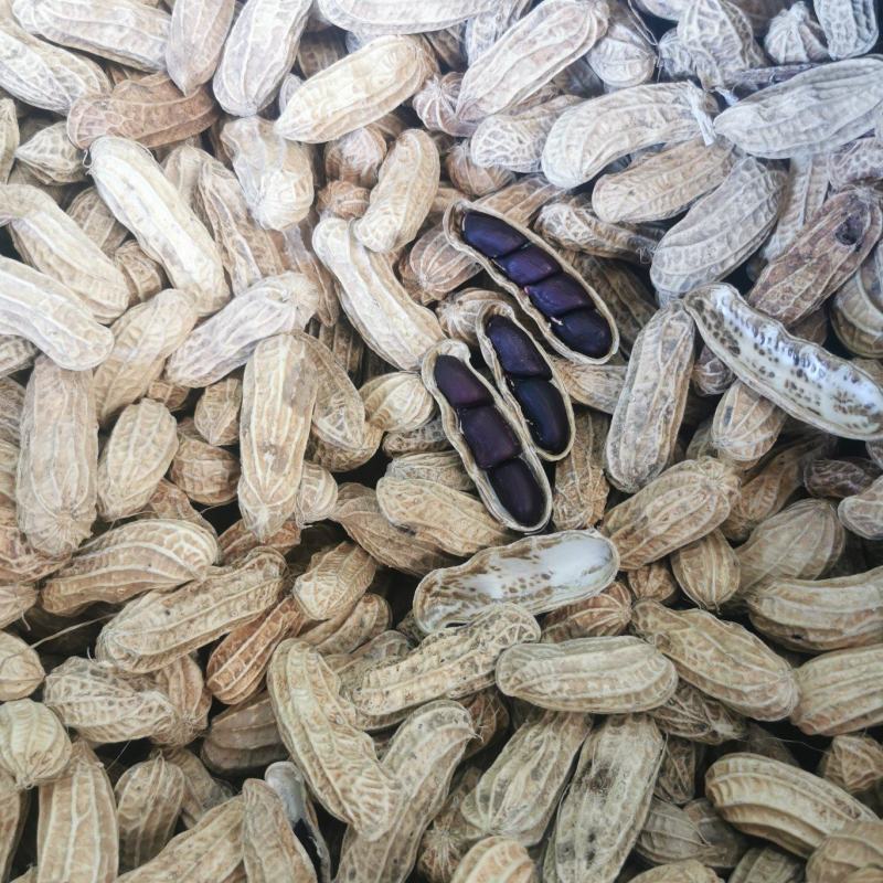 云南七彩花生黑花生。产地一手货源。量大从优品控严质量优