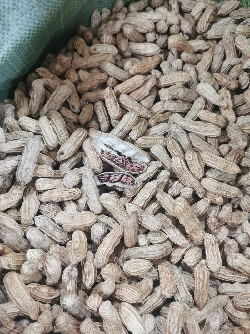 云南七彩花生黑花生。产地一手货源。量大从优品控严质量优