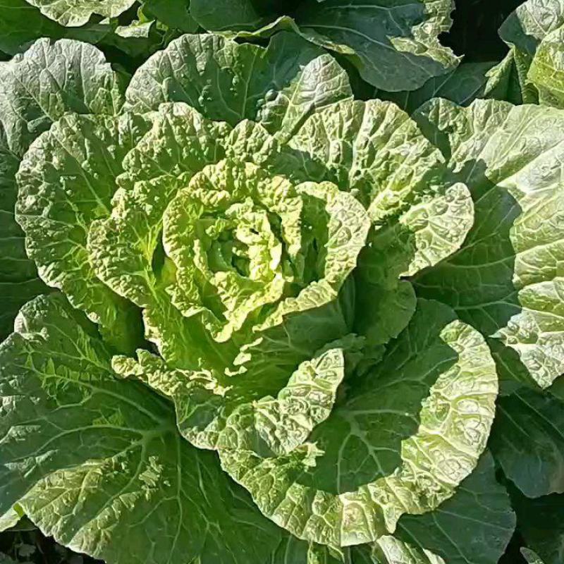黄心大白菜，云南大白菜，产地供应，货源充足