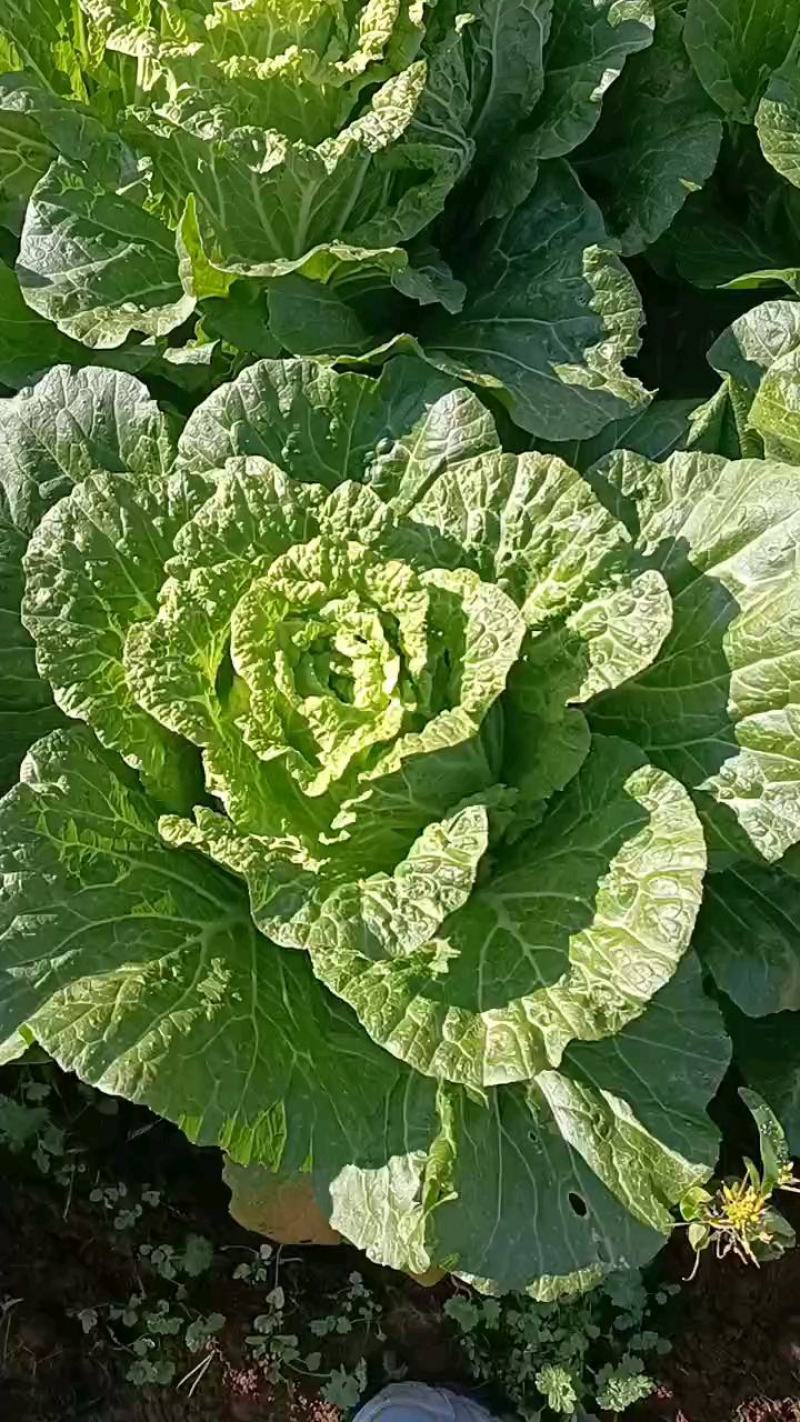 黄心大白菜，云南大白菜，产地供应，货源充足