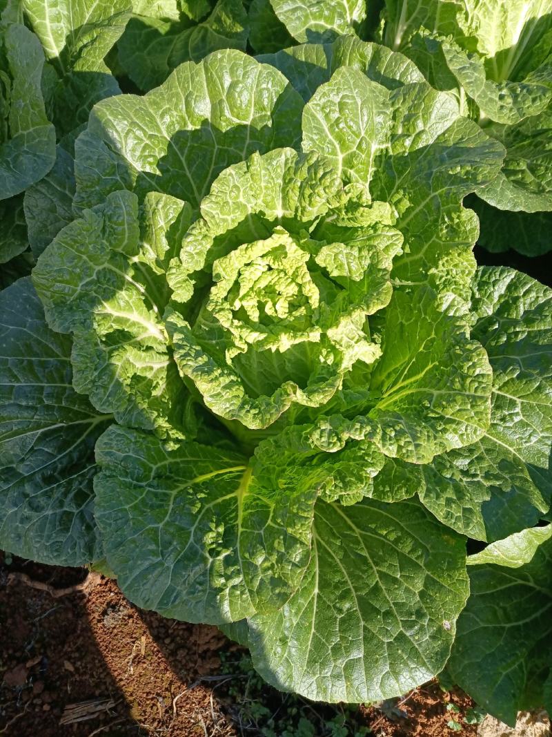 黄心大白菜，云南大白菜，产地供应，货源充足