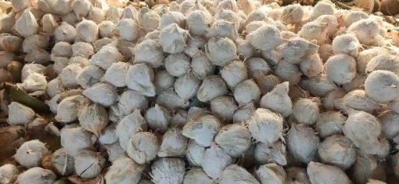 海南椰子长期有货原地直发量大优惠全国发货