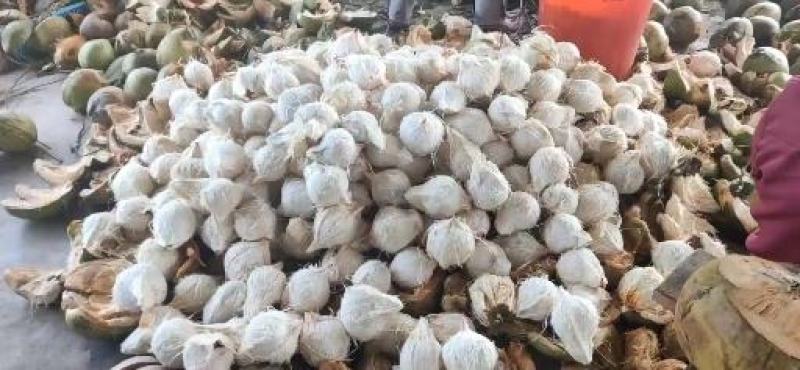 海南椰子长期有货原地直发量大优惠全国发货