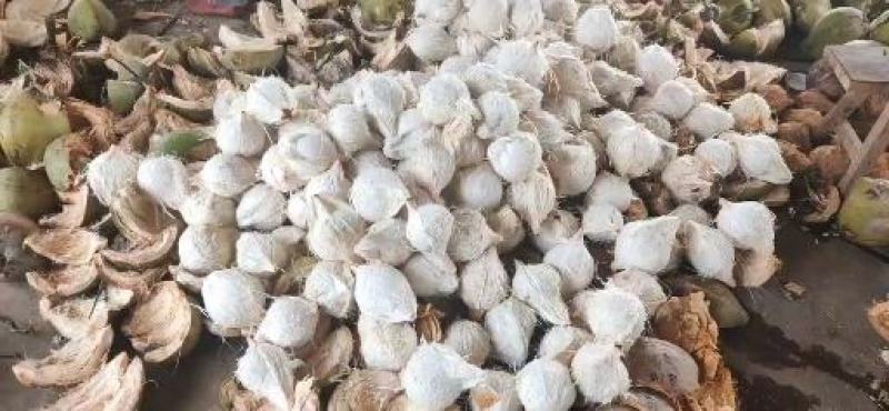 海南椰子长期有货原地直发量大优惠全国发货