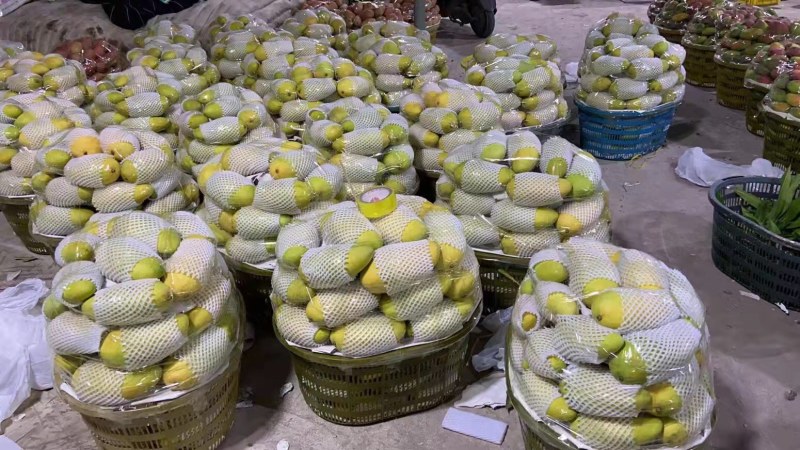 海南金煌芒产地代办！支持全国批发市场走物流专线