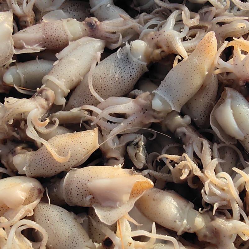 章鱼鱼八爪鱼鲜活煮制口感劲道鲜美九成熟不缩水有质量有卖相