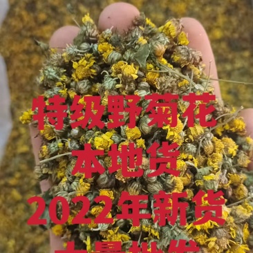 野菊花，特级本地货、2022年新货、大量批发、省内包邮