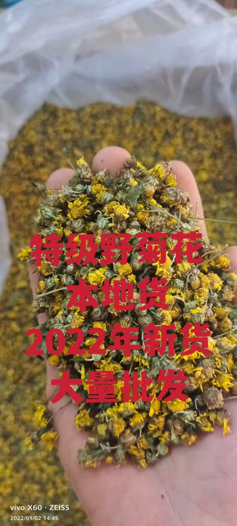 野菊花，特级本地货、2022年新货、大量批发、省内包邮