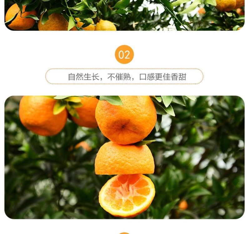 农家果园桠柑，清甜，汁多，品质好，一件代发，包邮