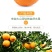 农家果园桠柑，清甜，汁多，品质好，一件代发，包邮