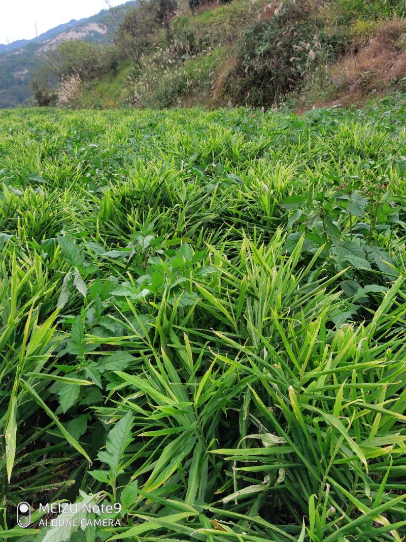高山小黄姜