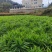 高山小黄姜