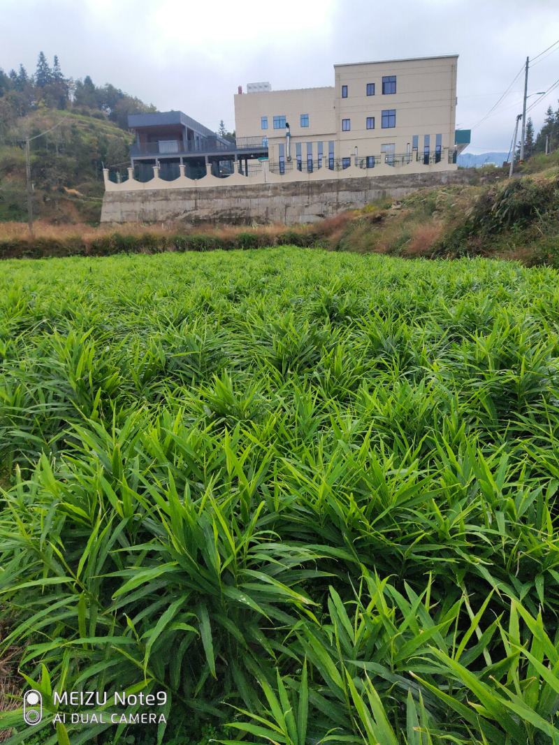 高山小黄姜