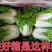 越冬黄心菜