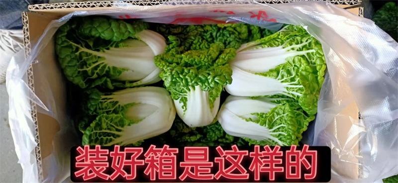 越冬黄心菜