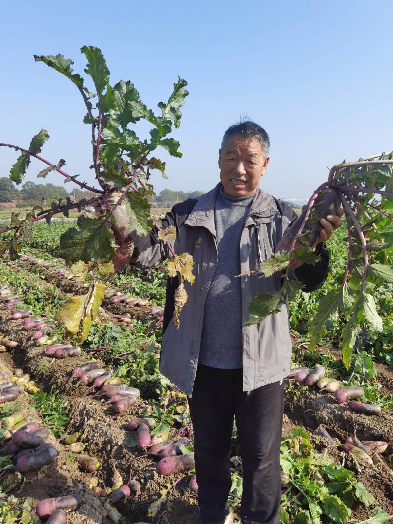 水果萝卜冰激凌红宝石萝卜脆甜不辣美邻惠享家礼盒装