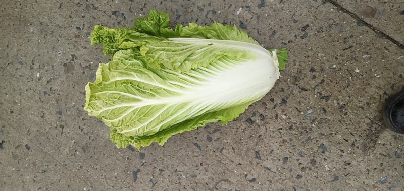 精品大白菜又名义和秋黄心的货量充足，产地直发