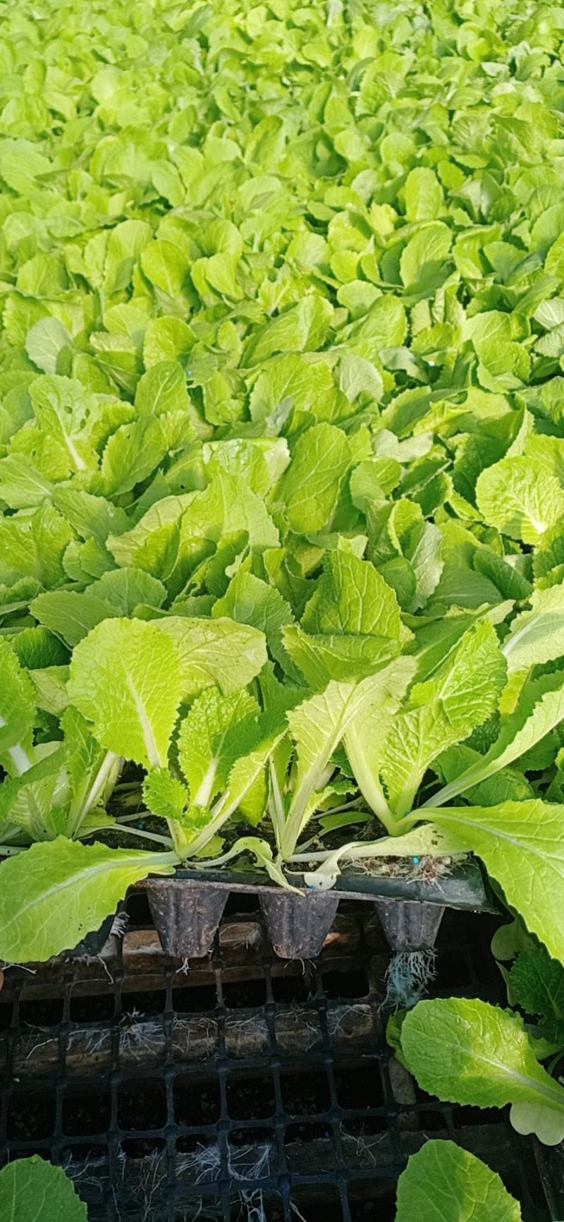 优质白菜苗，抗病高产易管理，根系好，成活率高。