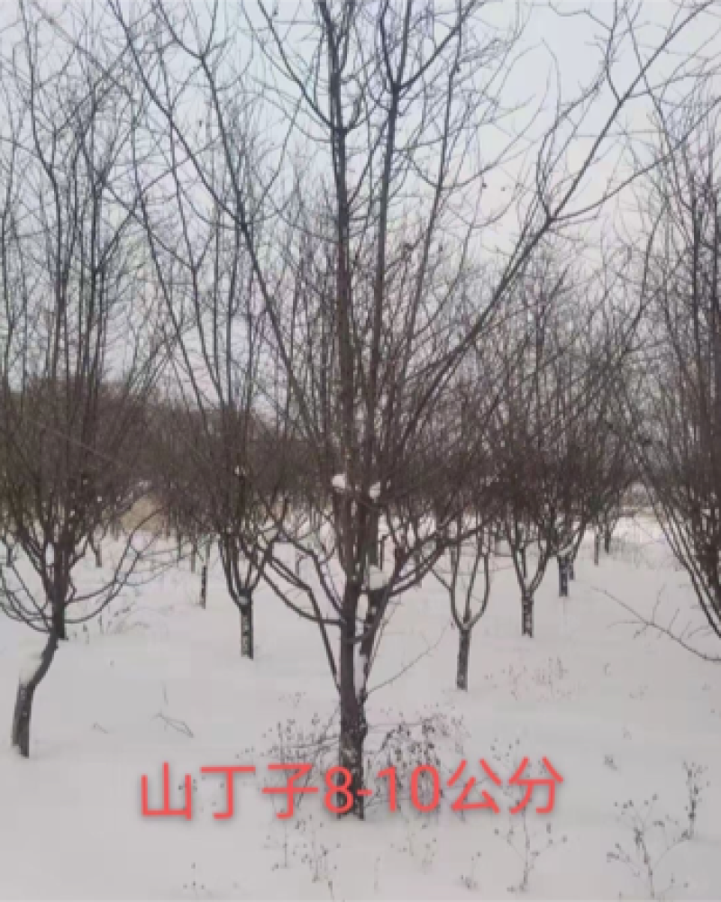 辽宁开原山丁子小苗山荆子工程苗繁育基地苗农一手货源