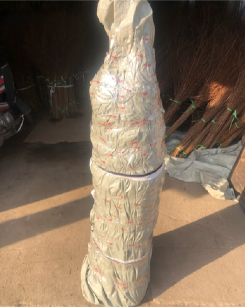 辽宁开原皂角小苗工程苗繁育基地全国顺丰京东快递邮寄
