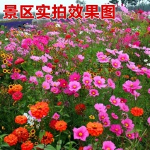 野花组合种子四季开花易种波斯菊百日草种子庭院花卉格桑花草